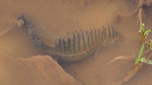 Nesli tükenme tehlikesiyle karşı karşıya! Göletten su çekilince ortaya çıktı