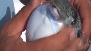 Ölümcül balon balığı rotayı Marmara'ya çevirdi! Nisan ayı uyarısı