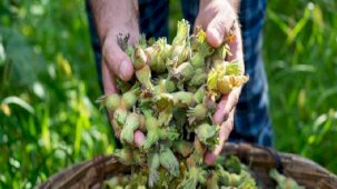 Ordu'da fındık 105 liraya ulaştı