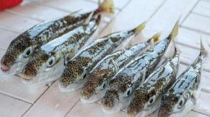 Prof. Dr. Aydın: Çay kaşığının ucundaki küçük bir miktar bile 70 kiloluk birini öldürebilir