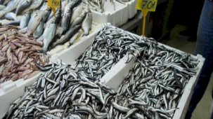 Samsun'da hamsinin boyu büyüyünce rağbet arttı