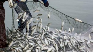 Su ürünleri ihracatında 1,7 milyar dolarlık gelir