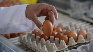 Üreticide fiyatı düşen yumurta, markette zamlandı!