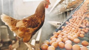 Yumurta kabuğunu ihracatla kırıyor!