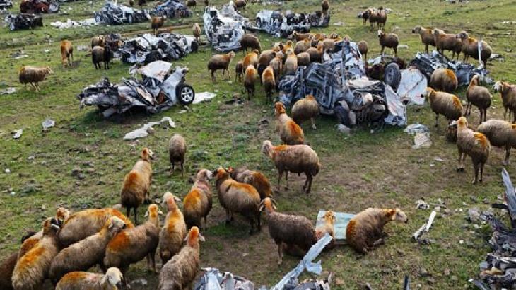 Hurda araç mezarlığında ilginç görüntü! Koyunlara otlak oldu