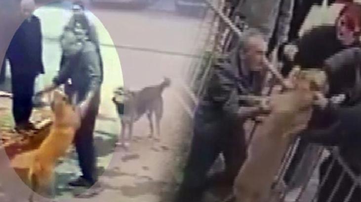 Kurtardığı köpeğin sevgi gösterisi kameraya yanıdı