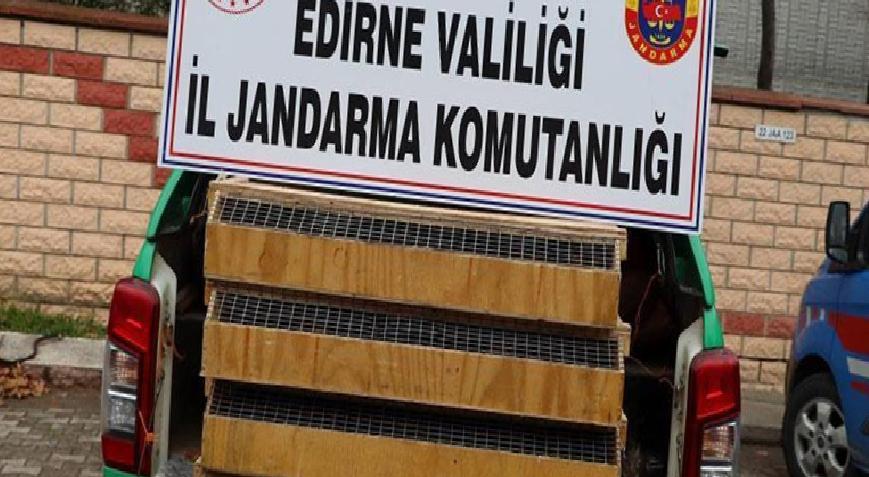 Otobüste 589 kuş ele geçirildi! Sürücüye 4 milyon lira ceza