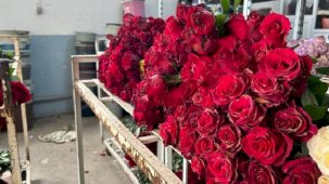 14 Şubat öncesi hasat yoğunluğu