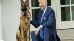 ABD Başkanı Biden'ın köpeği Commander, 24 Gizli Servis personelini ısırdı