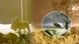 Acıkan kurt şehir merkezine indi, köpeği parçaladı: Bize saldırıyorlar