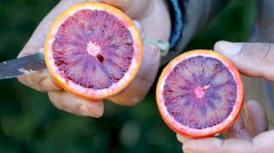 Adana'da kan portakalı üretimi arttı! Yurt içinden çok yurt dışından rağbet görüyor