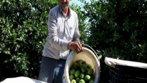 Adanalı çiftçiler yeşillenme hastalığına karşı teyakkuzda