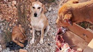 Antalya'da vahşet! 4 yavru köpeğin kulak ve kuyruklarını kestiler