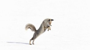Ardahan'da aç kalan tilkinin karla kaplı arazide 1 saatlik avı