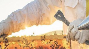 ‘Arı vız vız vız’ şimdi çok dertli