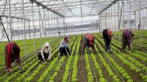 Batı Akdeniz'in sebze ihracatına seralar destek veriyor