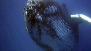 Bilim insanları araştırdı! Balinaların su altında nasıl şarkı söylediği ortaya çıktı