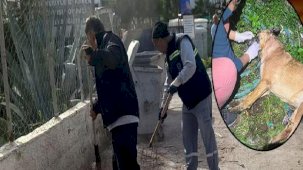 Bodrum'da vahşet! 4 köpek ve 3 kedi öldürüldü
