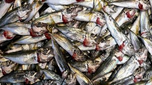 Bollaşınca fiyatı ucuzladı! Trabzon'da istavritin 3 kilogramı 100 lira