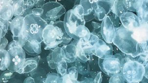 Denizanaları denizleri bastı! Marmara ve Akdeniz’de su ısındı, kirlilik arttı...