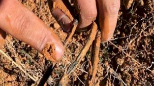 Denizli'de fareler, güneş panellerindeki kablolara dadandı