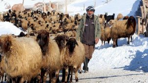 Dünyada sadece Van'da bulunuyor! 'Norduz koyununun neslini kurtardık'