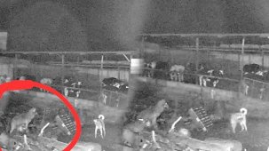 Edirne'de kurt dehşeti! 10 koyunu telef ettiler