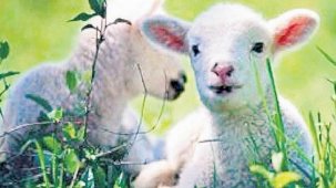 ‘En geç üç yılda ithalat bitecek’