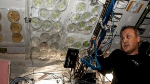 Gezeravcı, uzayda son deneyi de yaptı: METABOLOM