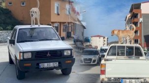 Görenleri şaşırtan manzara! Adrenalin tutkunu köpek olarak tanınıyor