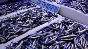 Hamsi bolluğu ihracat rakamlarına yansıdı