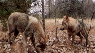 İnsanları kanserden koruyacak ipucu: Çernobil'deki radyasyona dirençli kurtlar