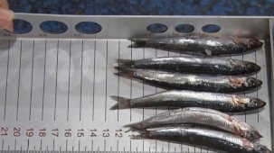 Karadenizli balıkçılardan hamside boy talebi