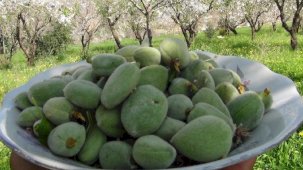 Kilosu 1.000 lira! İlk badem çağlası hasadı Mersin’de yapıldı