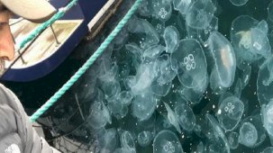 Marmara Denizi'nde korkutan işgali! 'Deprem kadar tehlikeli'