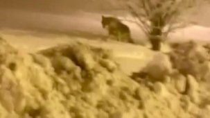 Muş'ta aç kalan kurt şehre inip köpek parçaladı