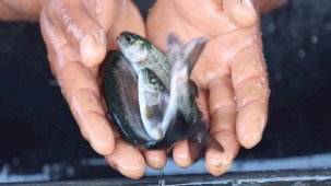 Şanlıurfa'da yetişen balıklar ihracata gidiyor