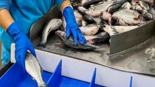 Su ürünlerinde ihracat hedefleri açıklandı! Türk somonu yeni ihracat kapıları araladı