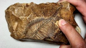 Tam 15 milyon yıllık! Her detayı belirgin bir vaziyette