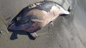 ‘Tırtak’ cinsi ölü yunus vurdu