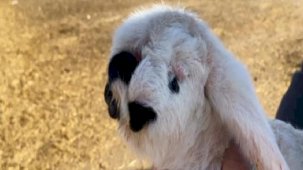 Yeni doğan kuzu şaşkına çevirdi: Bugüne kadar böyle bir şey görmedim