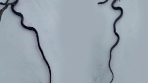 Yılanlar kışın ortasında ortaya çıktı! 7,4 büyüklüğündeki depremin habercisi mi?