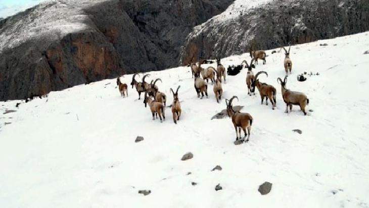 '11 bin 284 yaban hayvanını tedavi edip yaşam alanlarına bıraktık'