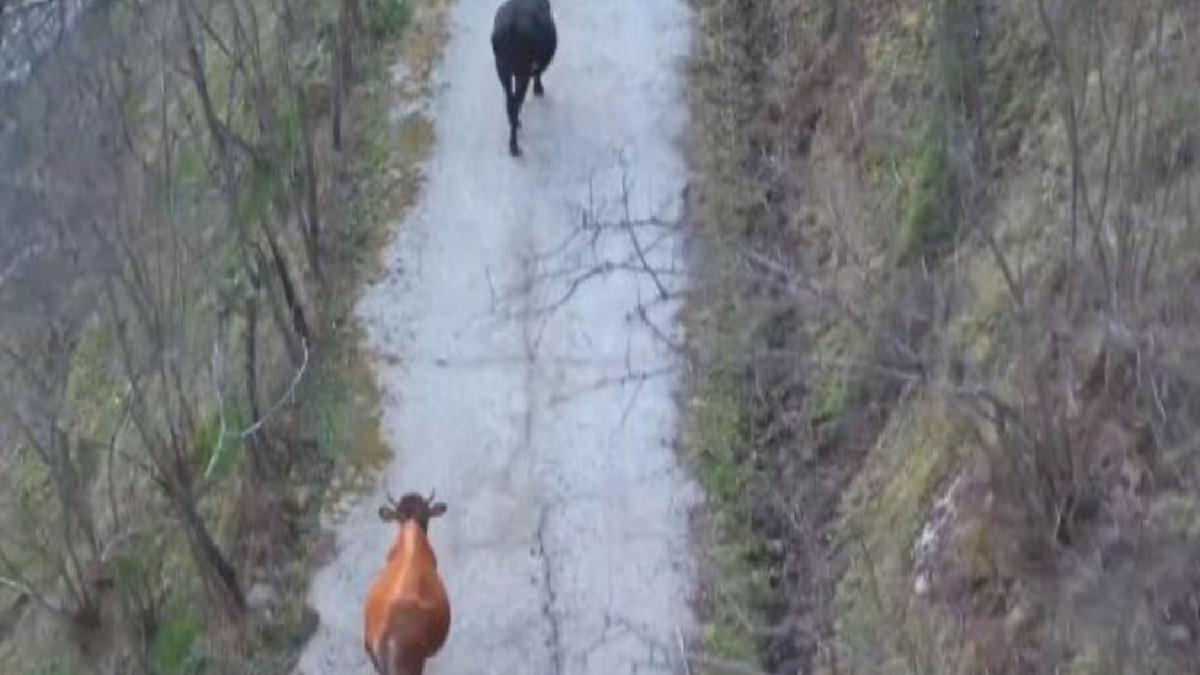 Giresun'da otlayan inekleri drone ile ahıra getirdi