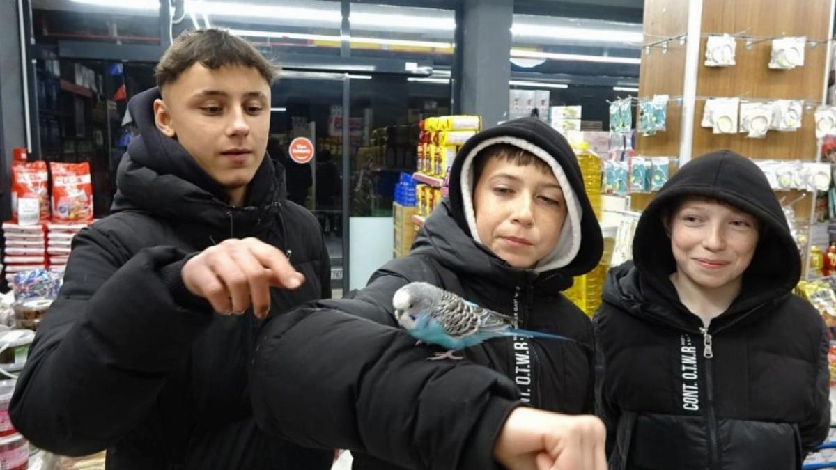 Kütahya'da sahibiyle markete gelen muhabbet kuşu ilgi odağı