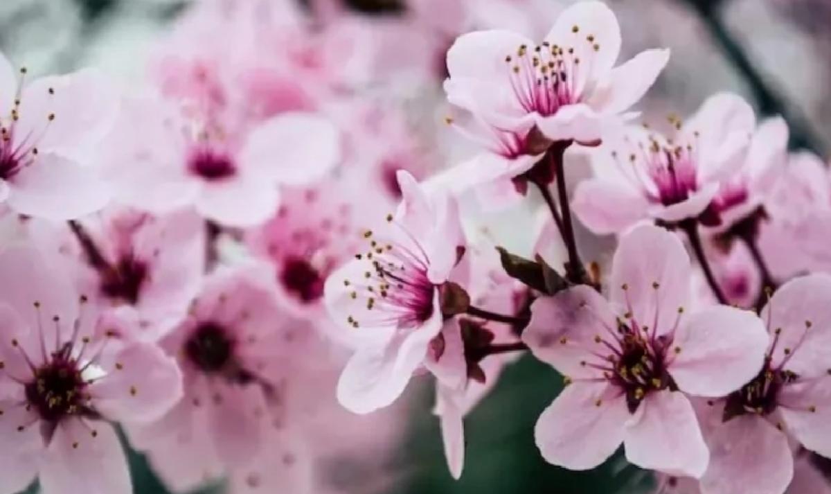 NEVRUZ NE ZAMAN 2024? Nevruz Bayramı nedir, hangi gün? Nevruz'da ne yapılır?