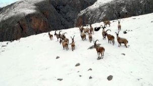'11 bin 284 yaban hayvanını tedavi edip yaşam alanlarına bıraktık'