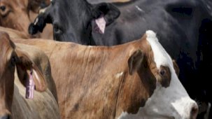 ABD’deki ineklerde kuş gribi tespit edildi