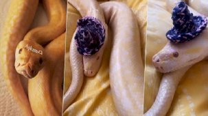 Antalya'da evde piton ile karşı karşıya! 'Beni yeme hayali kuruyor'