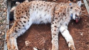 Balkan vaşağına ilk kez uydu vericisi takıldı